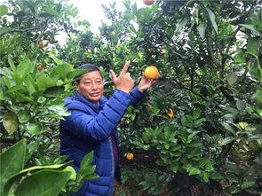 脐橙嫁接视频,脐橙嫁接技术实操视频解析