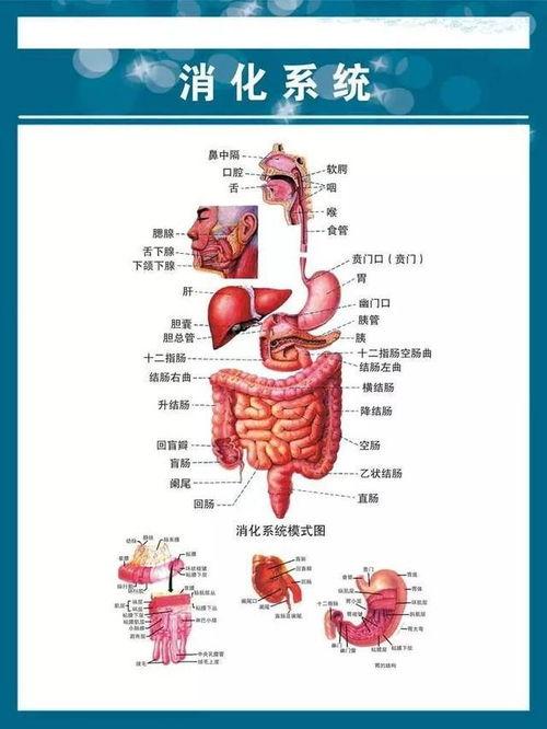消化过程视频,揭秘食物从入口到排出的神奇过程