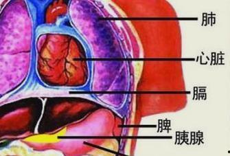 消化过程视频,揭秘食物从入口到排出的神奇过程