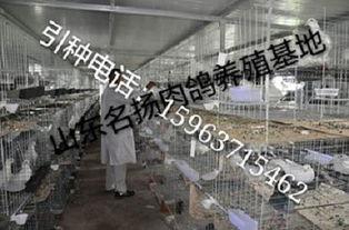 肉鸽养殖视频,从视频中学到的养殖秘诀