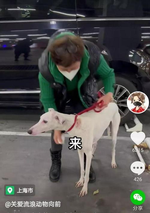 灵缇犬视频,敏捷猎犬的灵动瞬间