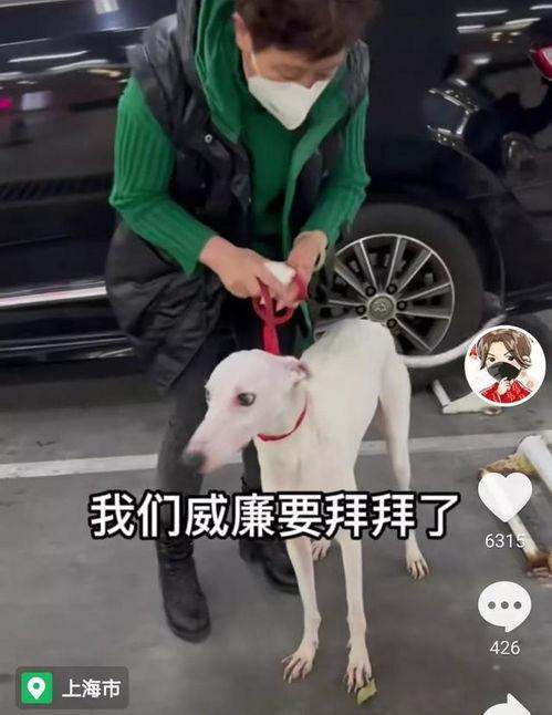 灵缇犬视频,敏捷猎犬的灵动瞬间