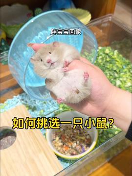 仓鼠怎么养视频,视频教程全解析