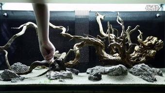 水草造景视频,打造梦幻水族世界全解析
