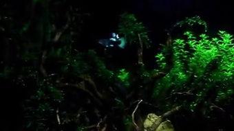 水草造景视频,打造梦幻水族世界全解析