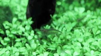 水草造景视频,打造梦幻水族世界全解析