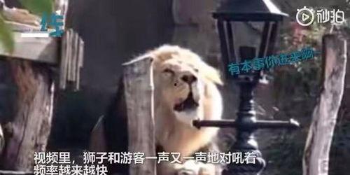 狮子吼视频,震撼人心的力量展现