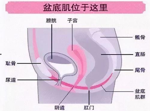 盆底肌视频,轻松掌握居家康复秘诀