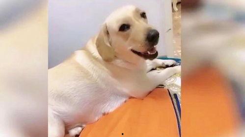 狗狗搞笑视频笑死人,萌宠笑料横飞，欢乐无限
