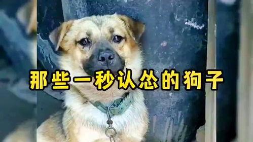 狗狗搞笑视频笑死人,萌宠笑料横飞，欢乐无限