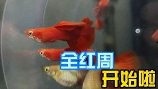 孔雀鱼视频,探寻水中精灵的优雅与魅力