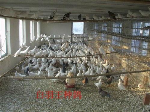 鸽子养殖视频,从孵化到成鸽的全程视频教程