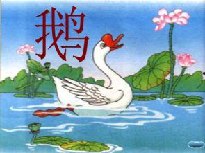 咏鹅视频,探寻鹅的优雅与智慧