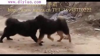 藏獒打架视频,生死较量，谁主沉浮？