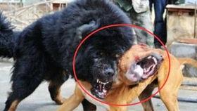藏獒打架视频,生死较量，谁主沉浮？