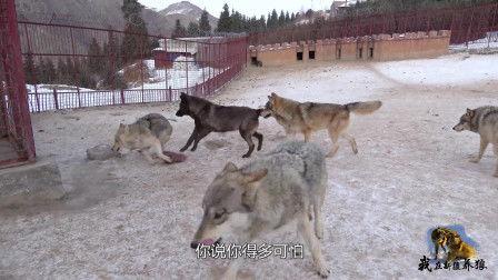关于狼的视频,揭秘野生狼群生活掠影