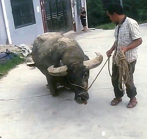 老水牛视频,探寻乡村生活的真实画卷