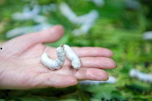 蚕茧怎么抽丝视频教程,视频教程带你走进丝线诞生之旅