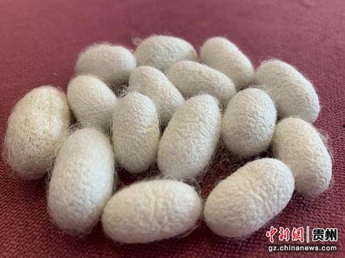 蚕茧怎么抽丝视频教程,视频教程带你走进丝线诞生之旅