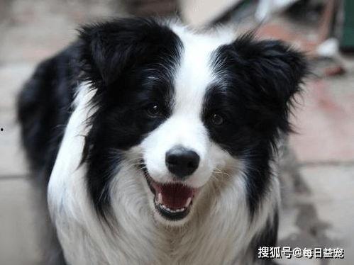 边牧打架视频