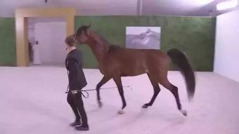 阿拉伯马视频,高贵血统与卓越骑术的完美融合