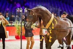 阿拉伯马视频,高贵血统与卓越骑术的完美融合