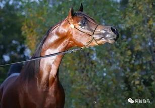 阿拉伯马视频,高贵血统与卓越骑术的完美融合