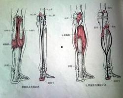 跟腱反射检查方法视频,跟腱反射检查方法视频详解