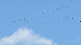 大雁飞视频,天空中的壮丽画卷