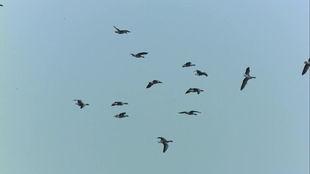 大雁飞视频,天空中的壮丽画卷