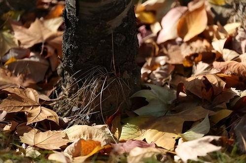 落叶归根视频,探寻生命轮回的深情之旅