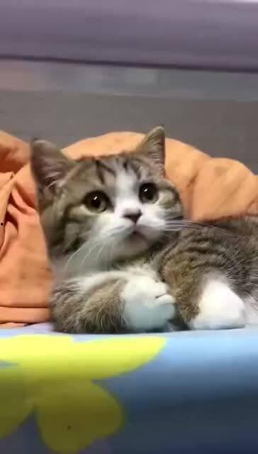 可爱的猫咪视频