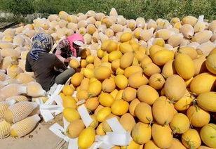 嘉兴水果哈密瓜今日行情,品质佳价优，果香四溢迎丰收