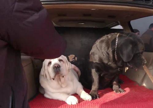 配狗的视频,跟随视频见证狗狗的欢乐瞬间