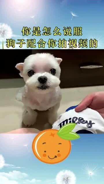 配狗的视频,跟随视频见证狗狗的欢乐瞬间