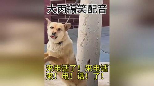 配狗的视频,跟随视频见证狗狗的欢乐瞬间