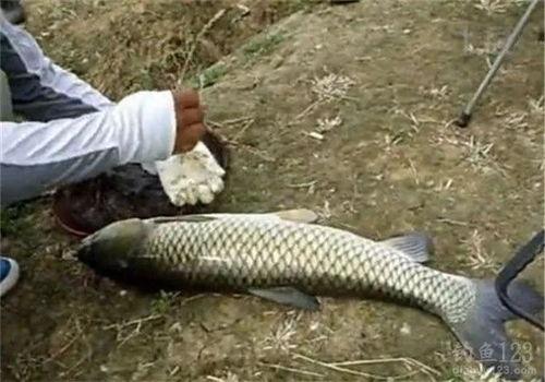 钓海鳗视频,跟随视频学钓技