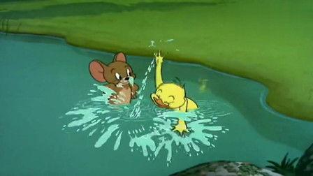 老鼠游泳视频,揭秘动物界的游泳高手