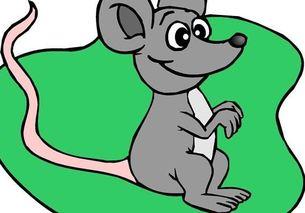 老鼠游泳视频,揭秘动物界的游泳高手