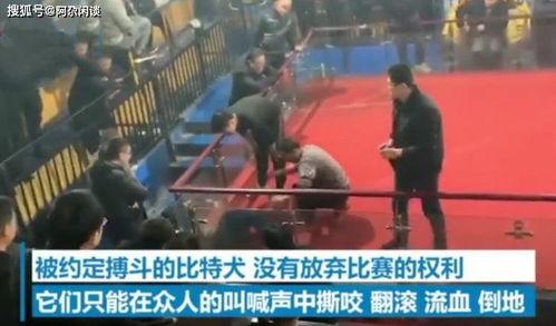 比特比赛视频,策略对决，技术巅峰