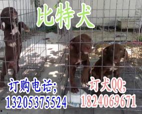 比特比赛视频,策略对决，技术巅峰