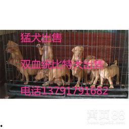 比特比赛视频,策略对决，技术巅峰