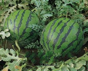 山东今日小瓜价格,市场行情一览