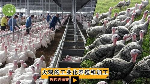 火鸡养殖视频,从孵化到出栏
