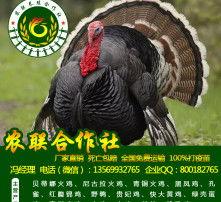 火鸡养殖视频,从孵化到出栏