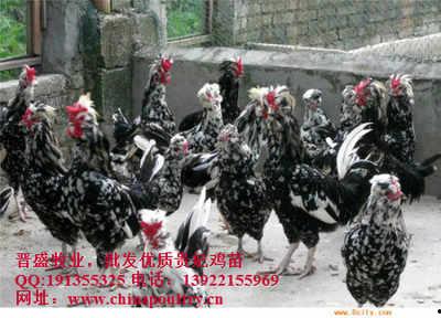 火鸡养殖视频,从孵化到出栏