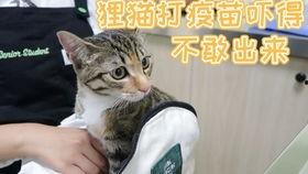 猫咪打疫苗视频,温馨视频带你了解宠物健康守护