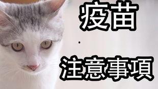猫咪打疫苗视频,温馨视频带你了解宠物健康守护