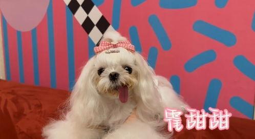 宠物小狗视频,小狗视频集锦，萌态百出，治愈你的心灵