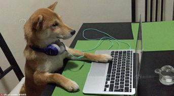 宠物小狗视频,小狗视频集锦，萌态百出，治愈你的心灵